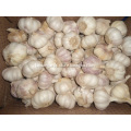 Fresh Good Qulality Normal white garlic